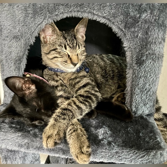 Meet your Posher, Angelica - Picture 6 of 7